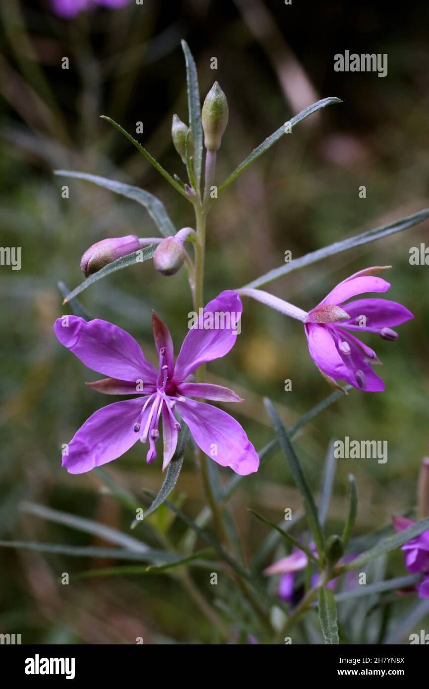 Epilobium dodonaei, Onagraceae. Wild plant shot in summer. Stock Photo