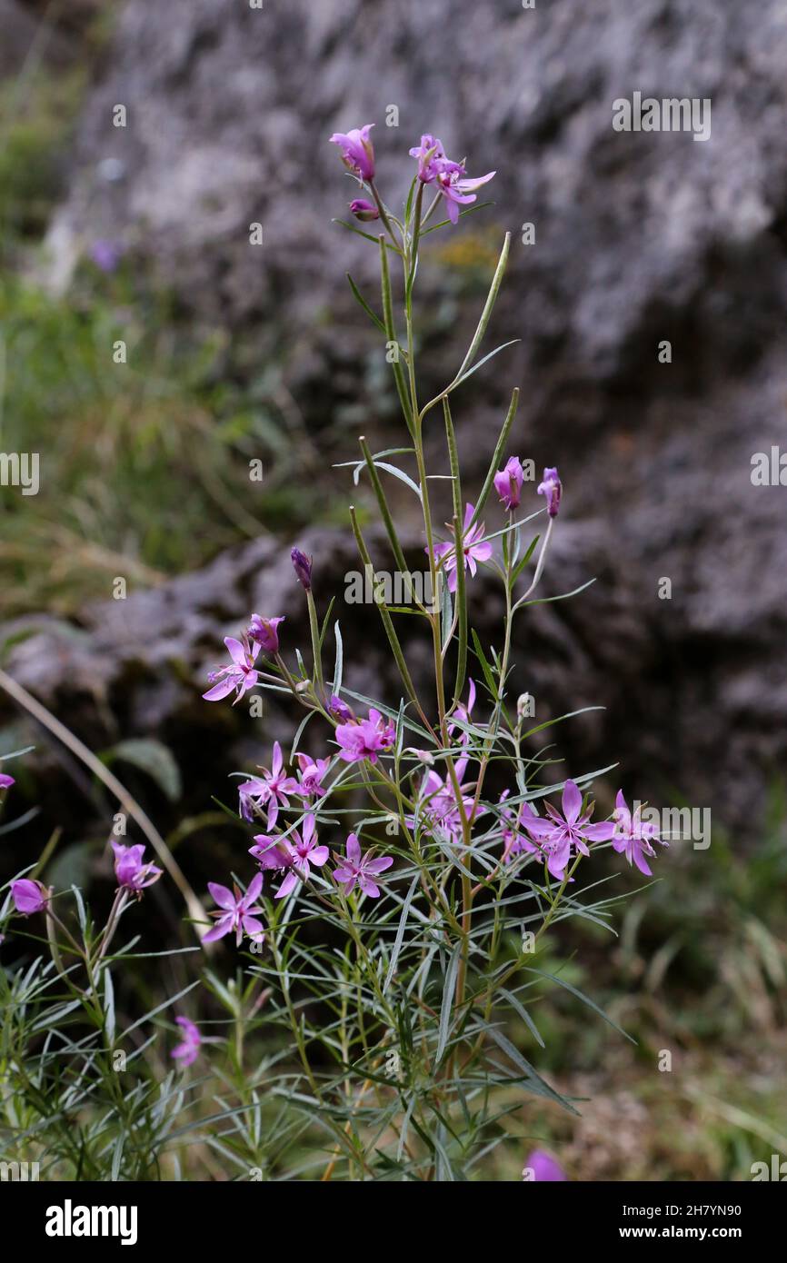 Epilobium dodonaei, Onagraceae. Wild plant shot in summer. Stock Photo