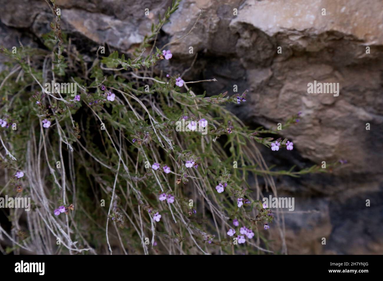 Micromeria cristata, Lamiaceae. Wild plant shot in summer. Stock Photo