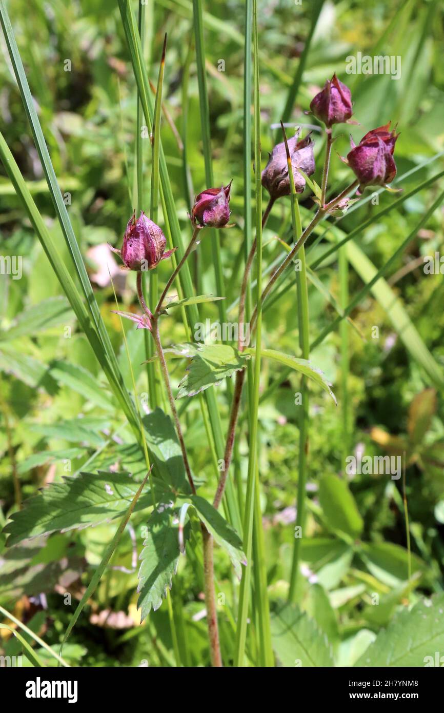 Comarum palustre, Potentilla palustris, Marsh Cinquefoil, Rosaceae. Wild plant shot in summer. Stock Photo