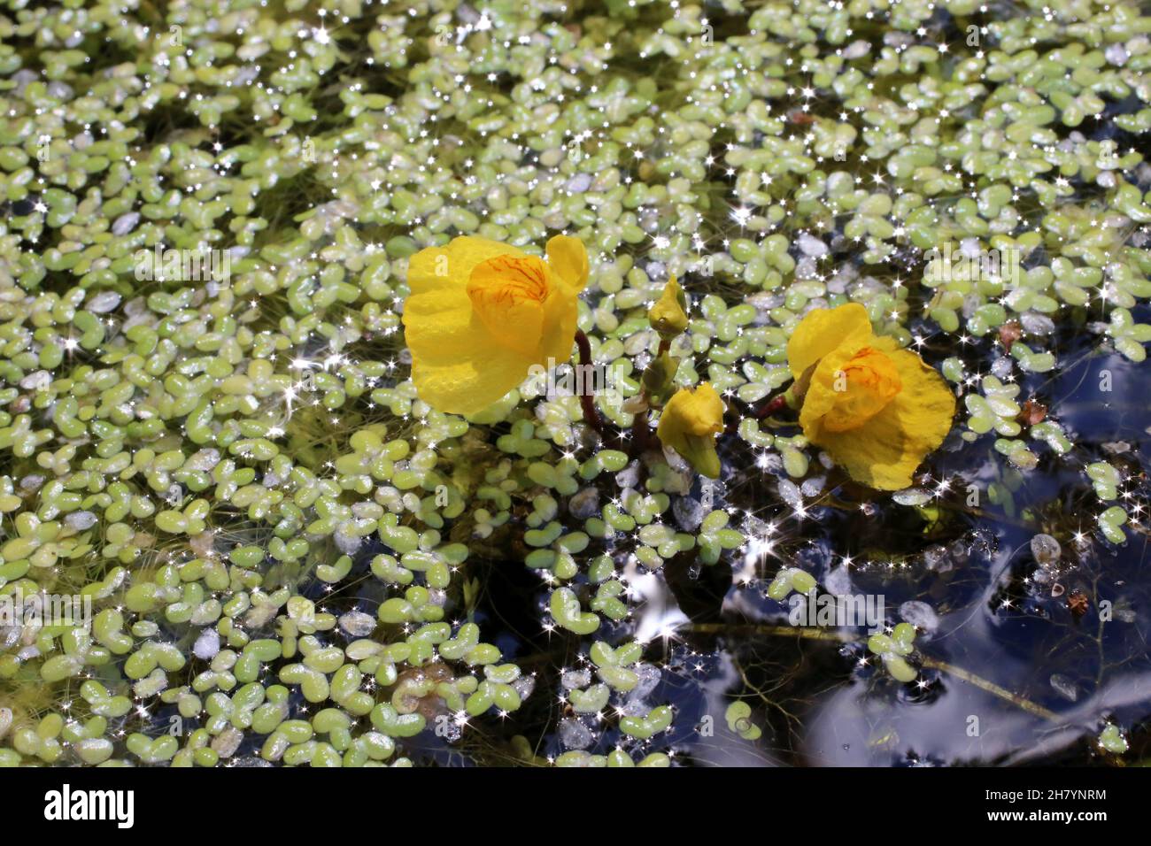 Utricularia vulgaris, Greater Bladderwort, Lentibulariaceae. Wild plant shot in summer. Stock Photo