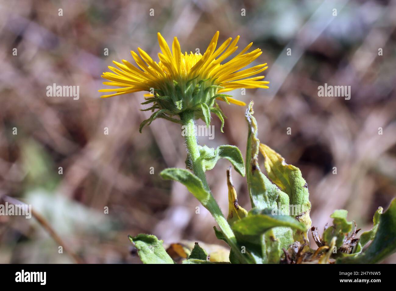 Inula britannica, British Yellowhead, Compositae. Wild plant shot in summer. Stock Photo