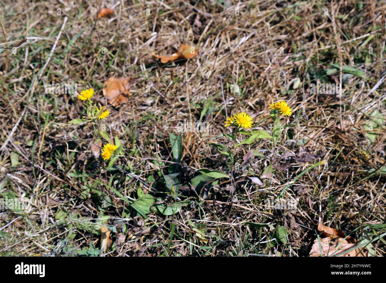 Inula britannica, British Yellowhead, Compositae. Wild plant shot in summer. Stock Photo