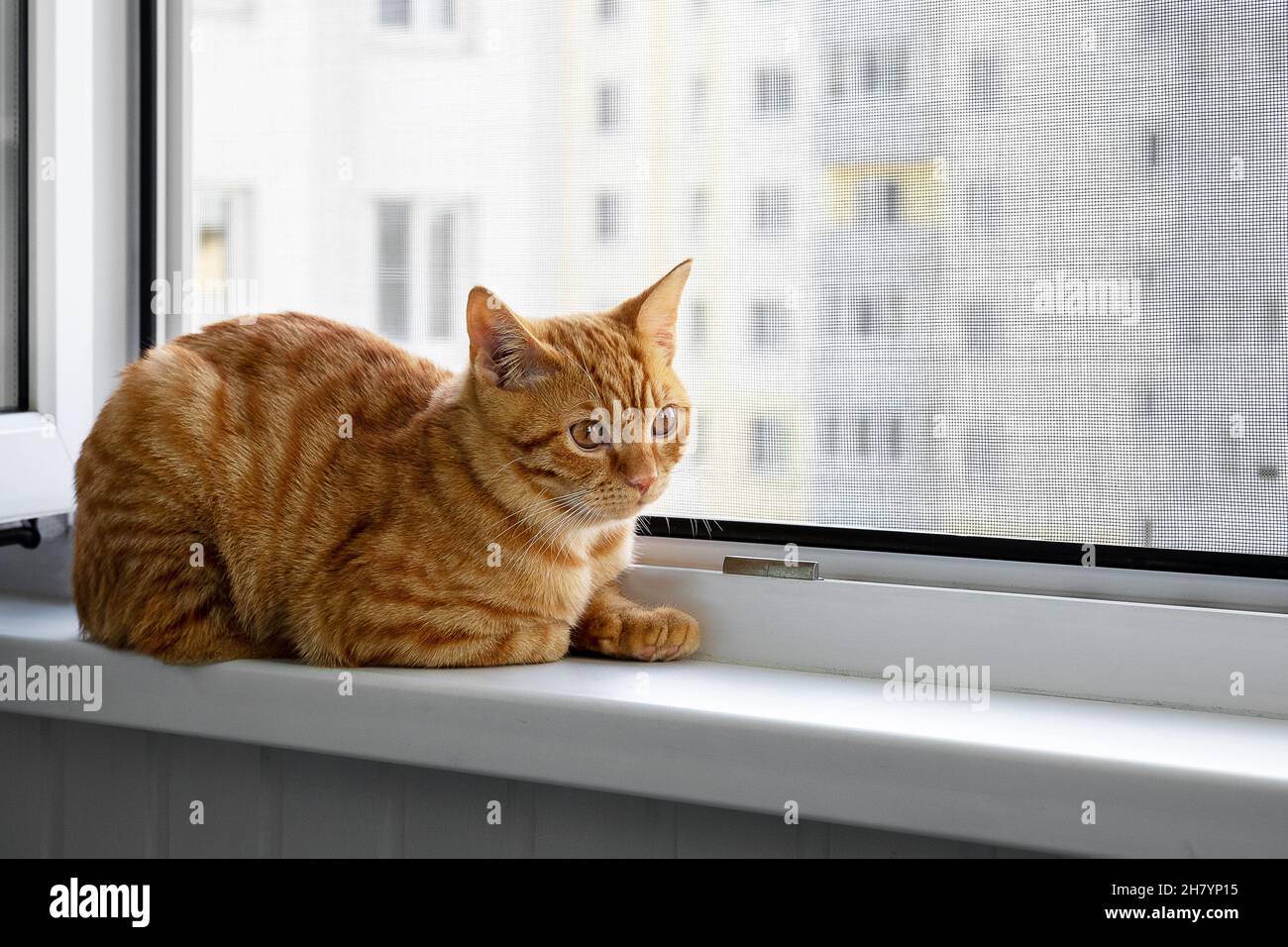 Beautiful cute home ginger young cat sits on windowsill Stock Photo