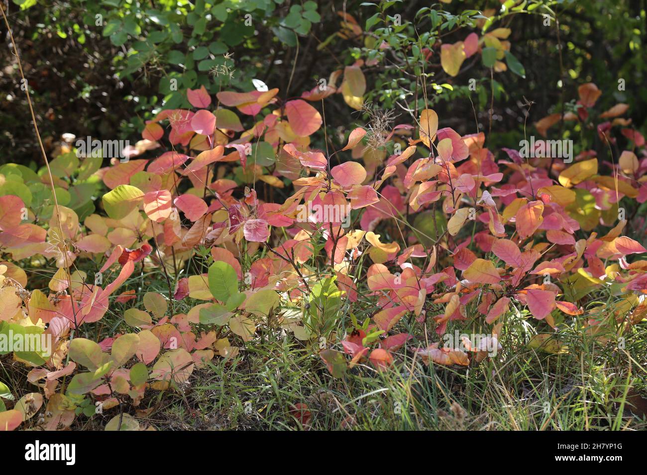 Cotinus coggygria, Smoketree, Anacardiaceae. Wild plant shot in summer. Stock Photo