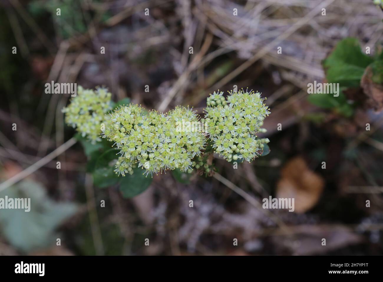 Hylotelephium maximum, Sedum maximum, Crassulaceae. Wild plant shot in summer. Stock Photo