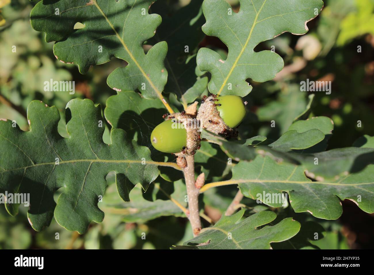 Quercus virgiliana, Quercus pubescens subsp. pubescens,  Fagaceae. Wild plant shot in summer. Stock Photo