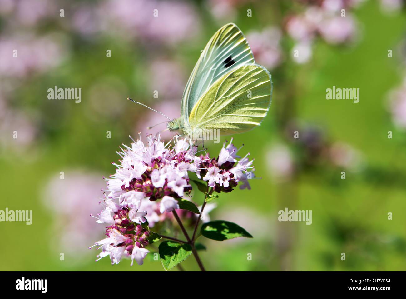 Butterfly on majoram plant Stock Photo