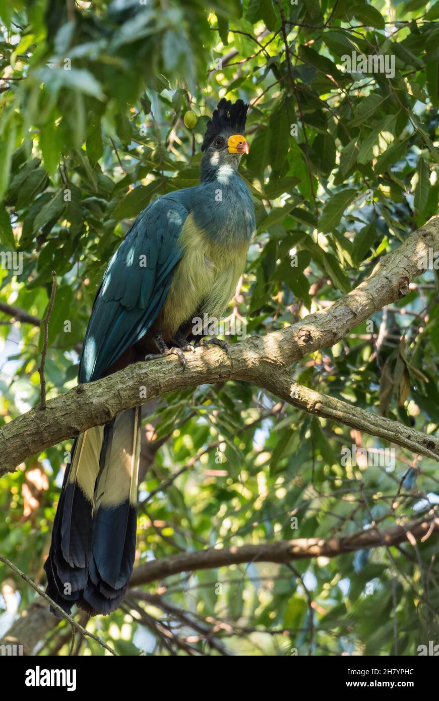 Great Blue Turaco - Corythaeola cristata, beautiful large colored bird from African woodlands and forests, Entebbe, Uganda. Stock Photo