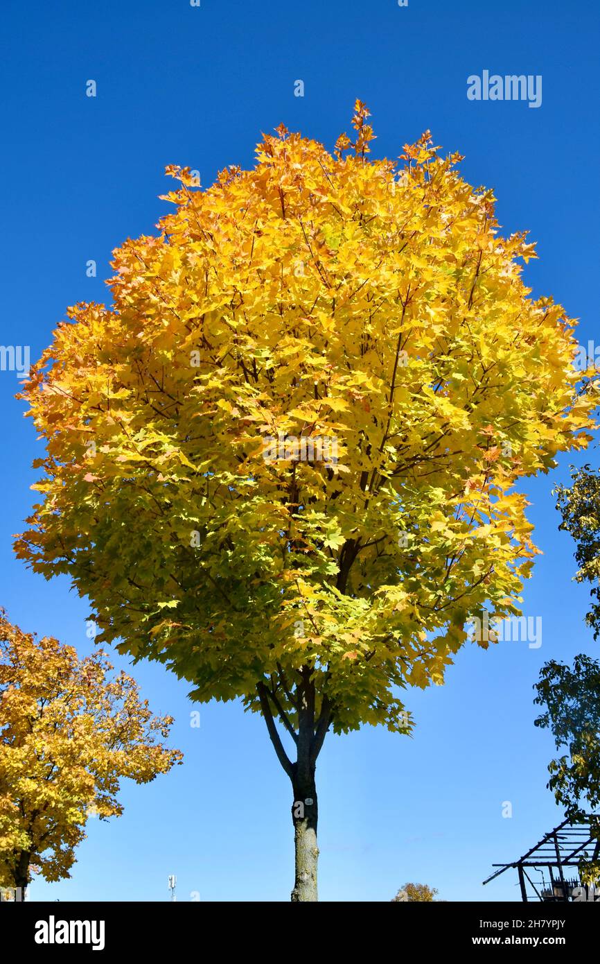 goldene Blätter eines Ahornbaumes im herbstlichen Sonnenlicht Stock Photo