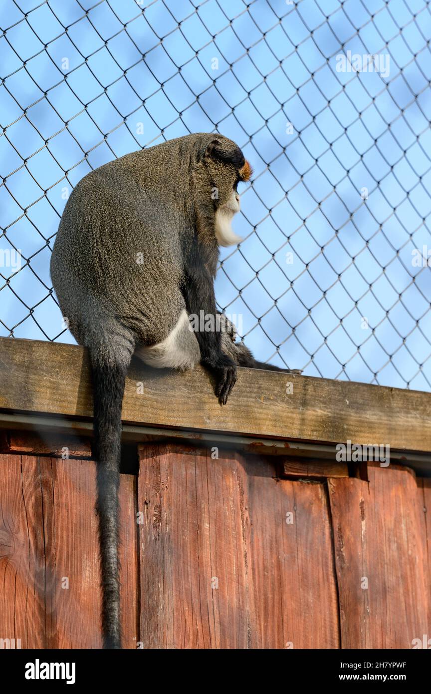 De Brazza monkey Cercopithecus zanectus from Africa in captivity, isolated moth in a zoo, a zoo