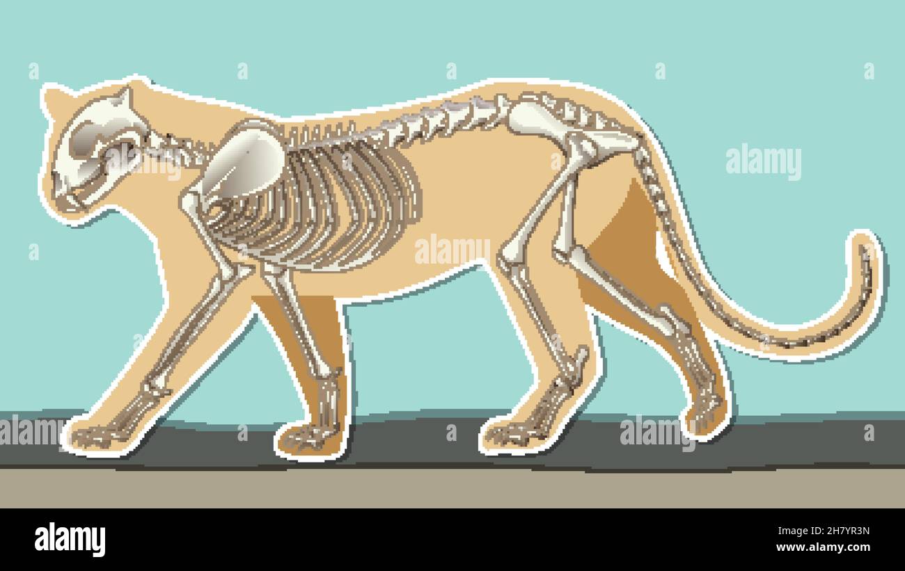 Thumbnail Design with Outline of Leopard and the Skeleton illustration ...