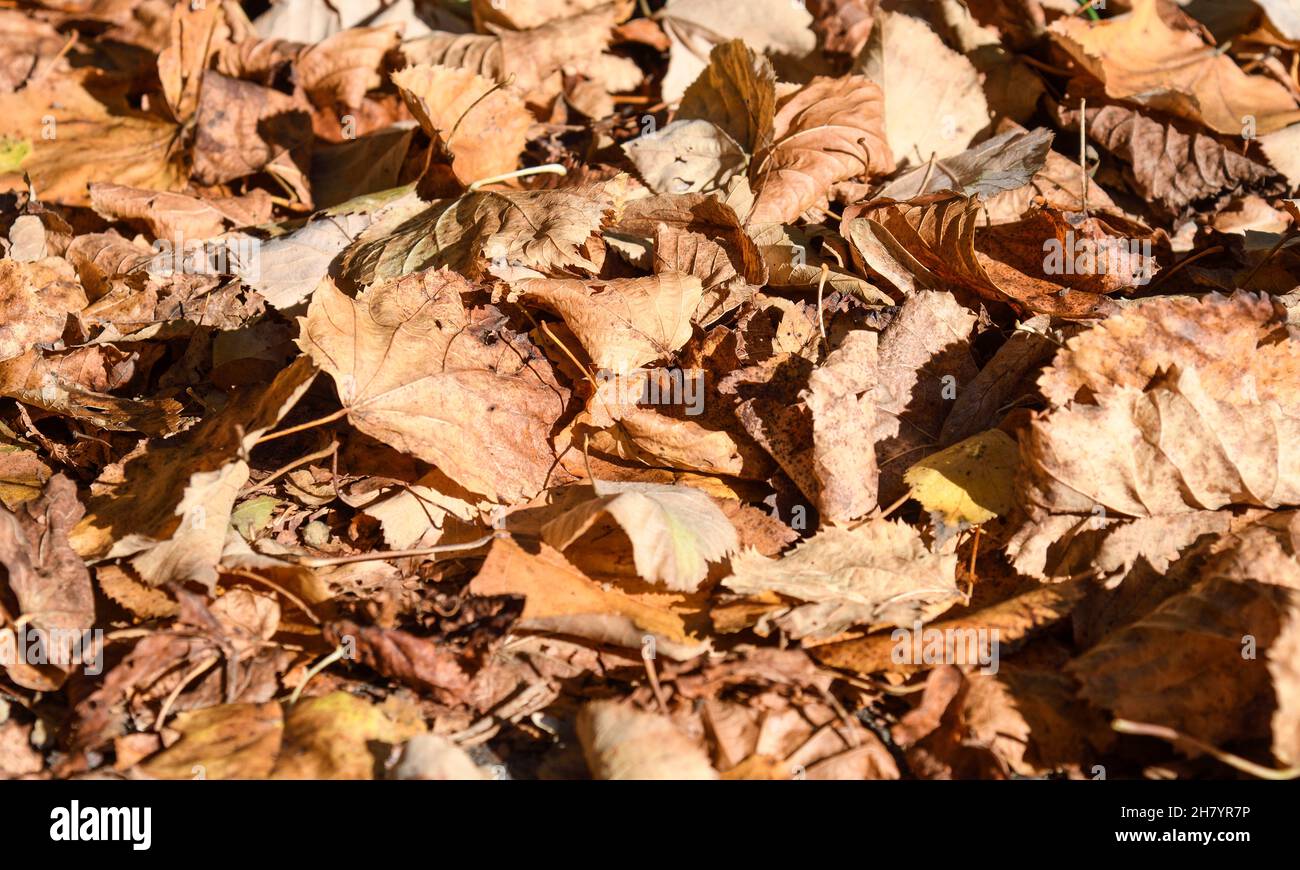 Dry autumn leaves on the ground Stock Photo
