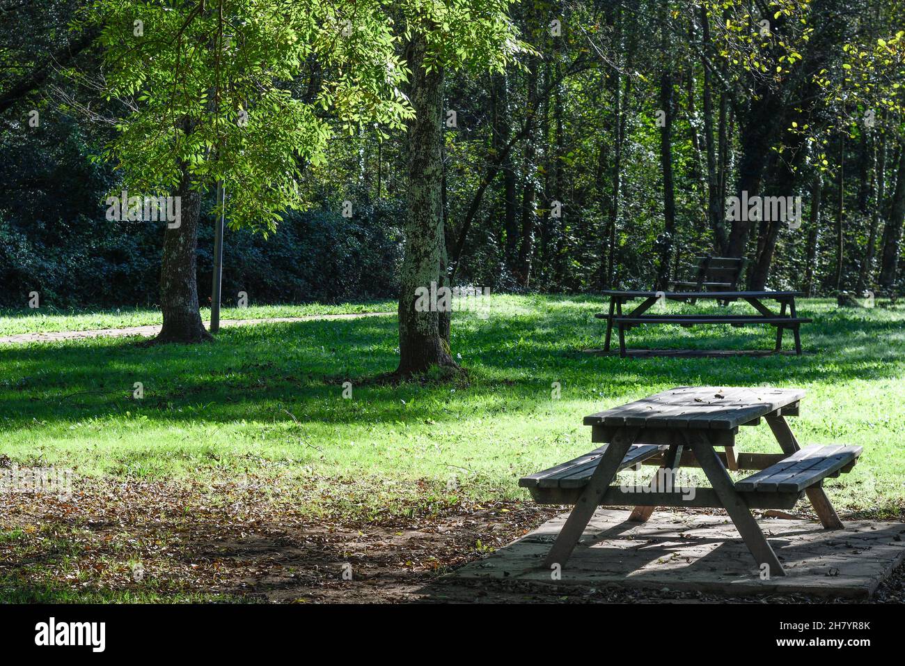 Wooden table in a park among the trees Stock Photo