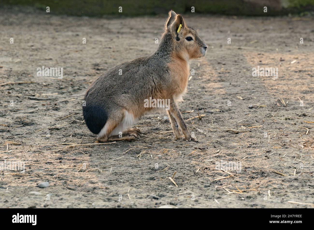 Dolichotis patagonum at the zoo, a rodent, Patagonian hare or Patagonian kavi. Stock Photo