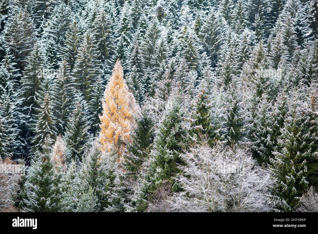coniferous snowy forest, spruces and a single larch tree stands out with its golden yellow colour Stock Photo