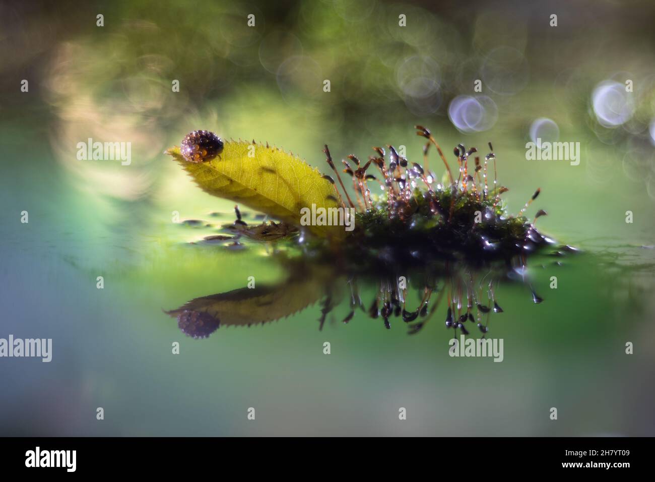 seven-spotted fox on the tip of a leaf on a small island in the middle of a lake with raindrops, low exposure Stock Photo