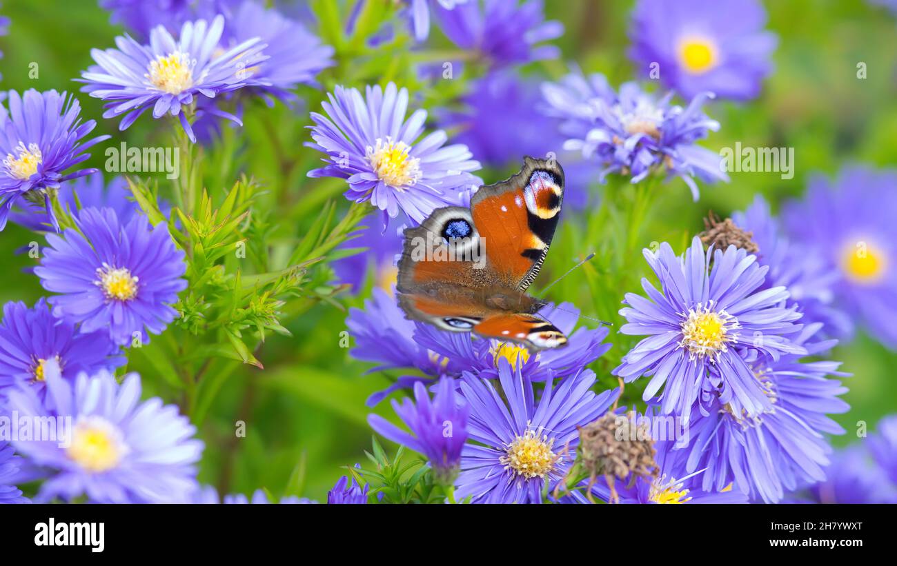 peacock butterfly on violet asters Stock Photo