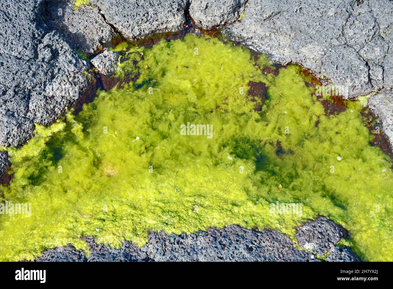 vulkanische Gesteinsformation mit Wasser und grün leuchtenden Algen an der Küste Islands Stock Photo