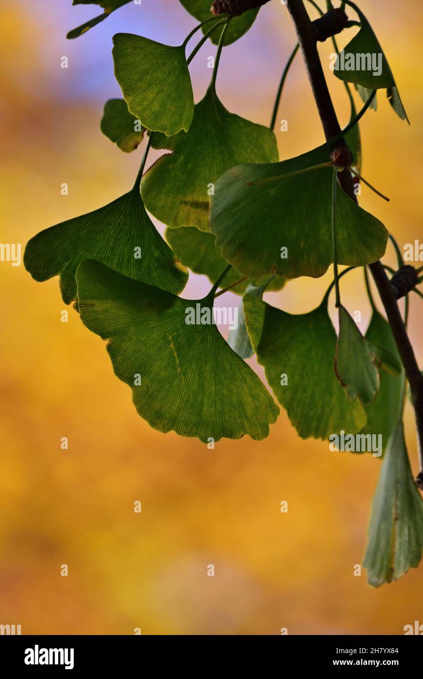 Ginkgo biloba also known as the maidenhair tree is a species of tree native to China. Autumn background with leaves. Stock Photo