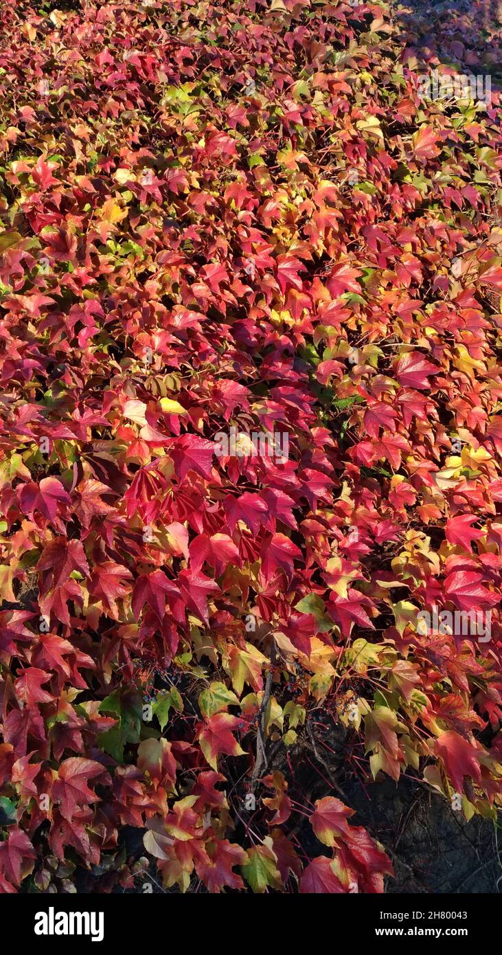 Texture from grape leaves on the wall Stock Photo