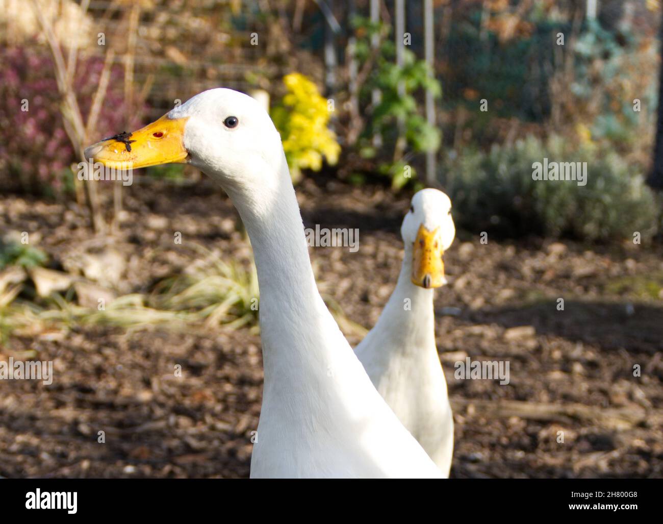 Two white Indian runner ducks (Anas platyrhynchos domesticus) Stock Photo