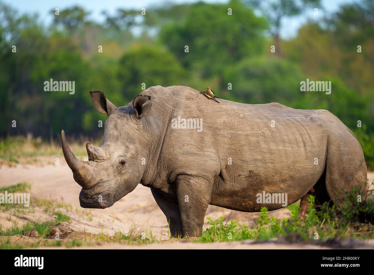 White rhinoceros, square-lipped rhinoceros or rhino (Ceratotherium simum) abd red-billed oxpecker (Buphagus erythrorynchus). Mpumalanga. South Africa. Stock Photo