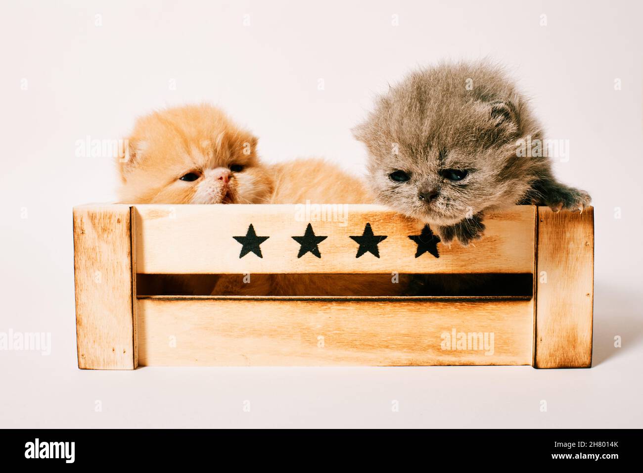 two exotic cat isolated in white background two weeks old Stock Photo