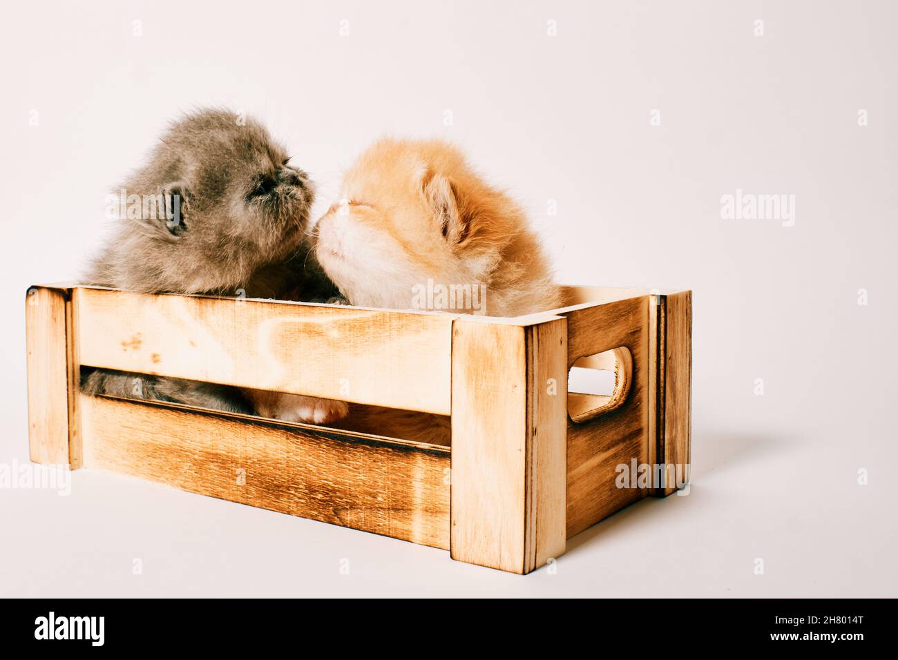 two exotic cat isolated in white background two weeks old Stock Photo