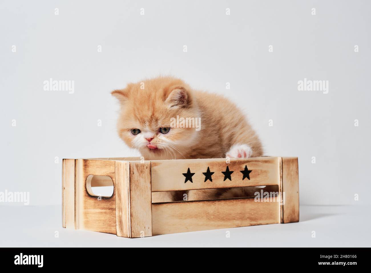 small young orange exotic cat in a box with isolated white background Stock Photo