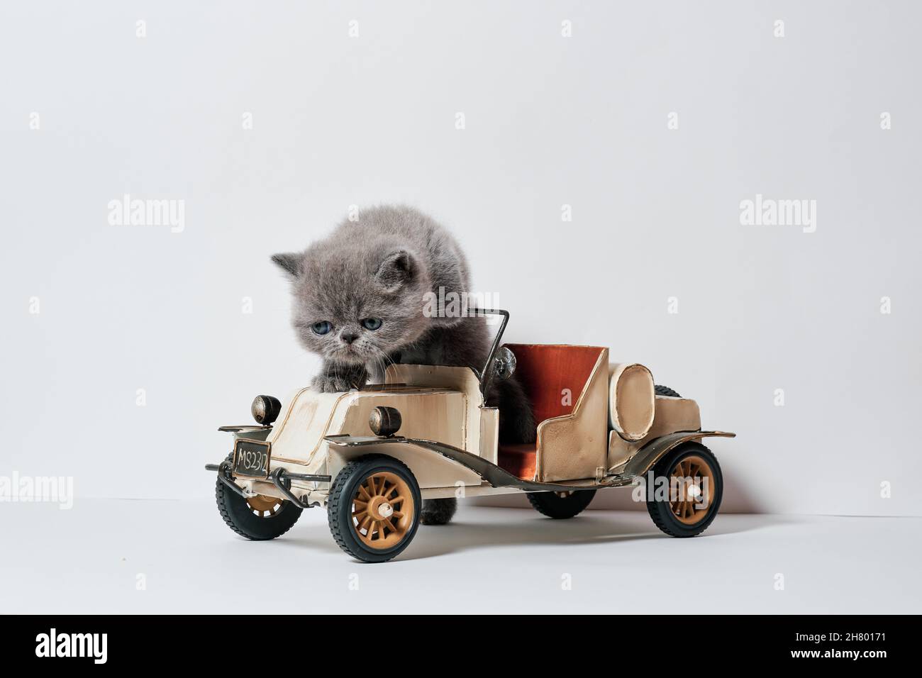 cute little cat playing with a car toy in isolated white background ...