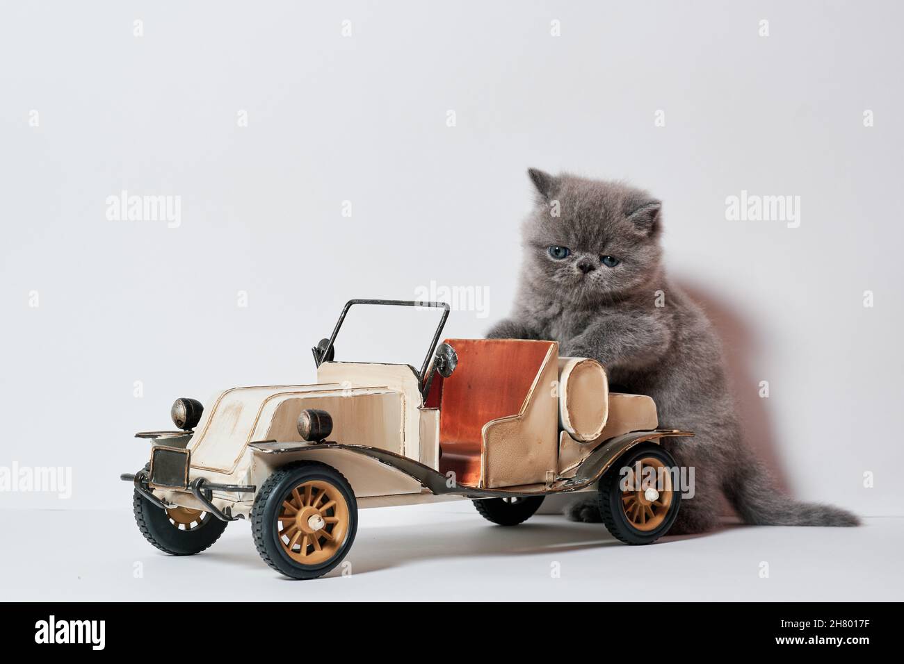 cute little cat playing with a car toy in isolated white background ...