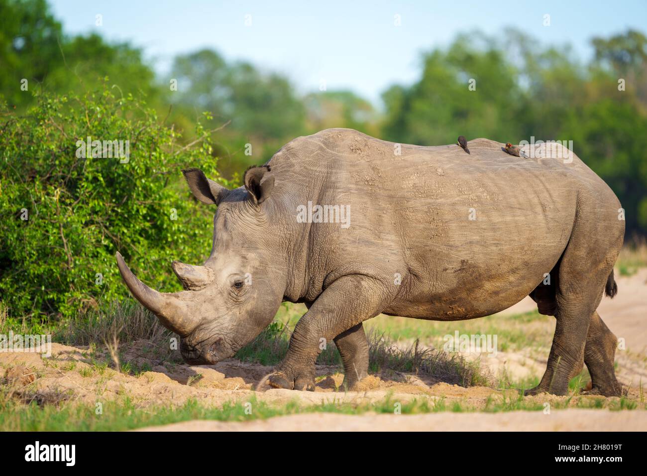 White rhinoceros, square-lipped rhinoceros or rhino (Ceratotherium simum) abd red-billed oxpecker (Buphagus erythrorynchus). Mpumalanga. South Africa. Stock Photo