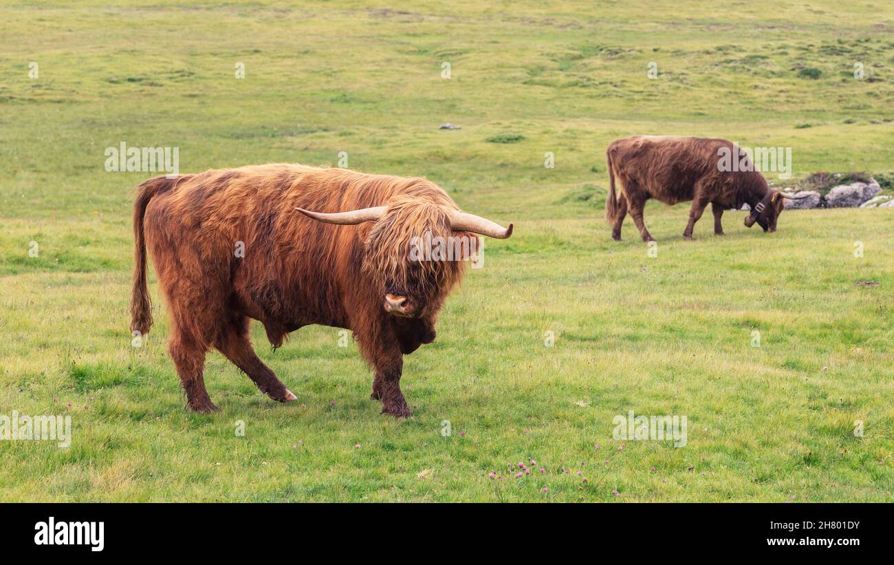large-male-yak-on-a-pasture-in-the-italian-alps-stock-photo-alamy