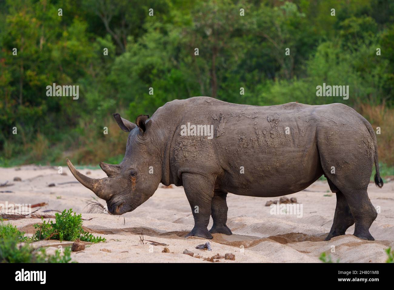 White rhinoceros, square-lipped rhinoceros or rhino (Ceratotherium simum) Mpumalanga. South Africa. Stock Photo