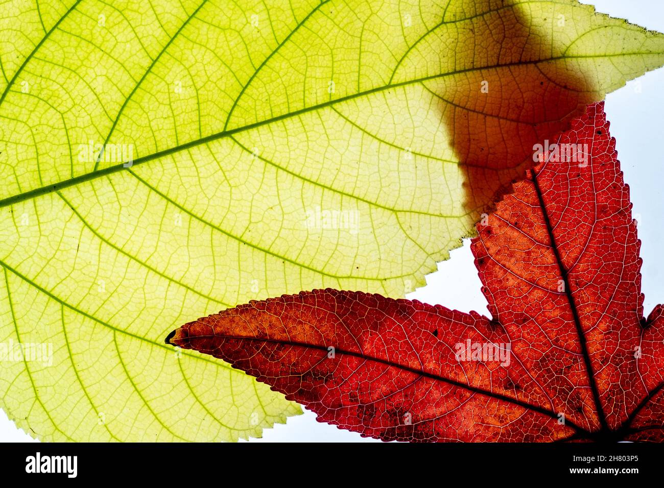 Extreme close up photography hi-res stock photography and images - Alamy