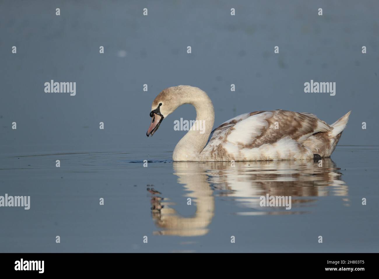 Sub-adult mute swan on a flooded field where food is easily accessible by its feeding underwater by stretching its neck. Stock Photo