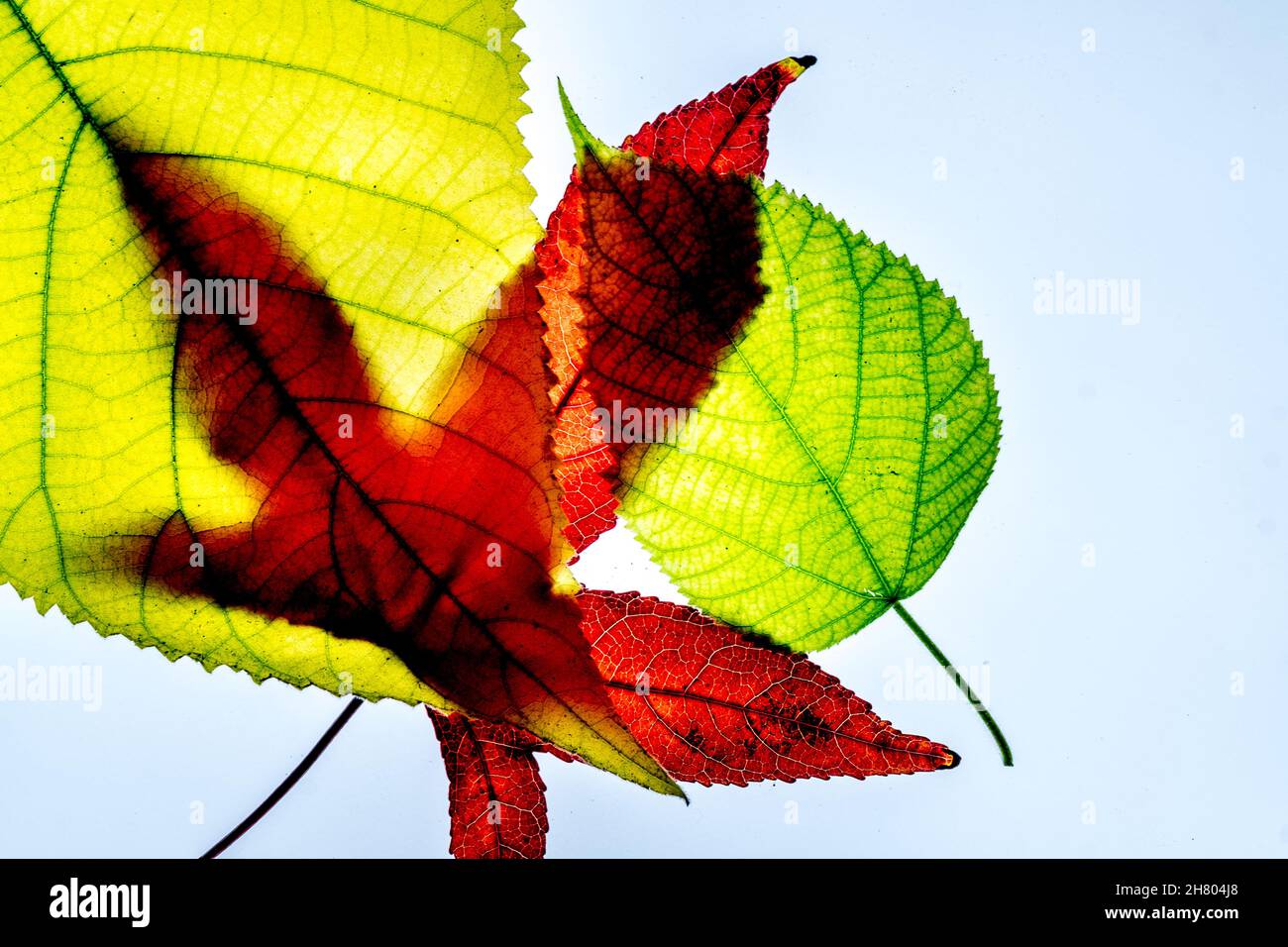 Extreme close up photography hi-res stock photography and images - Alamy