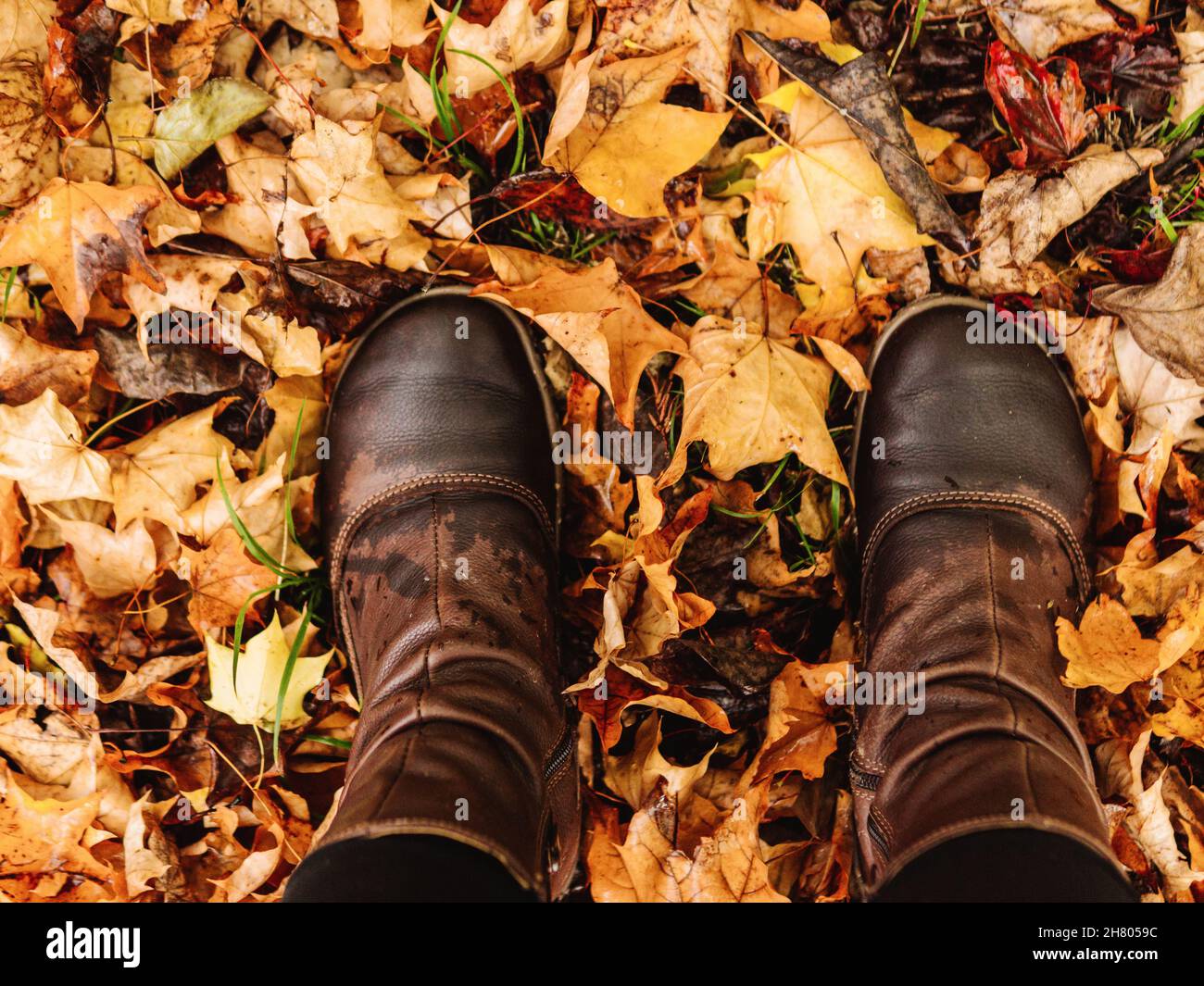 Top view of crop anonymous person in leather boots standing on ground covered with fallen yellow leaves Stock Photo