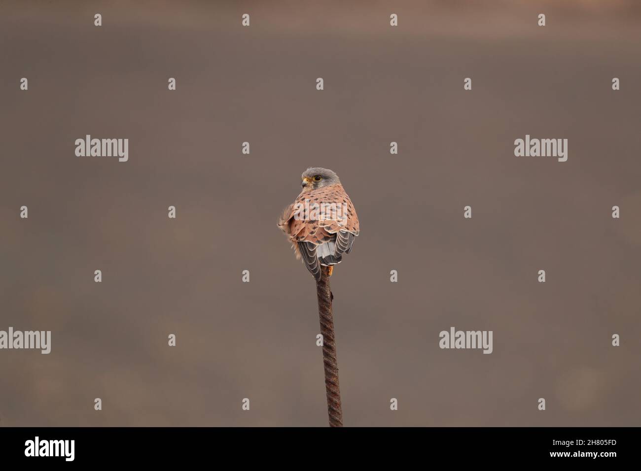 A male kestrel using a metal wire as a perch from which to hunt for small mammals or lizards. Stock Photo