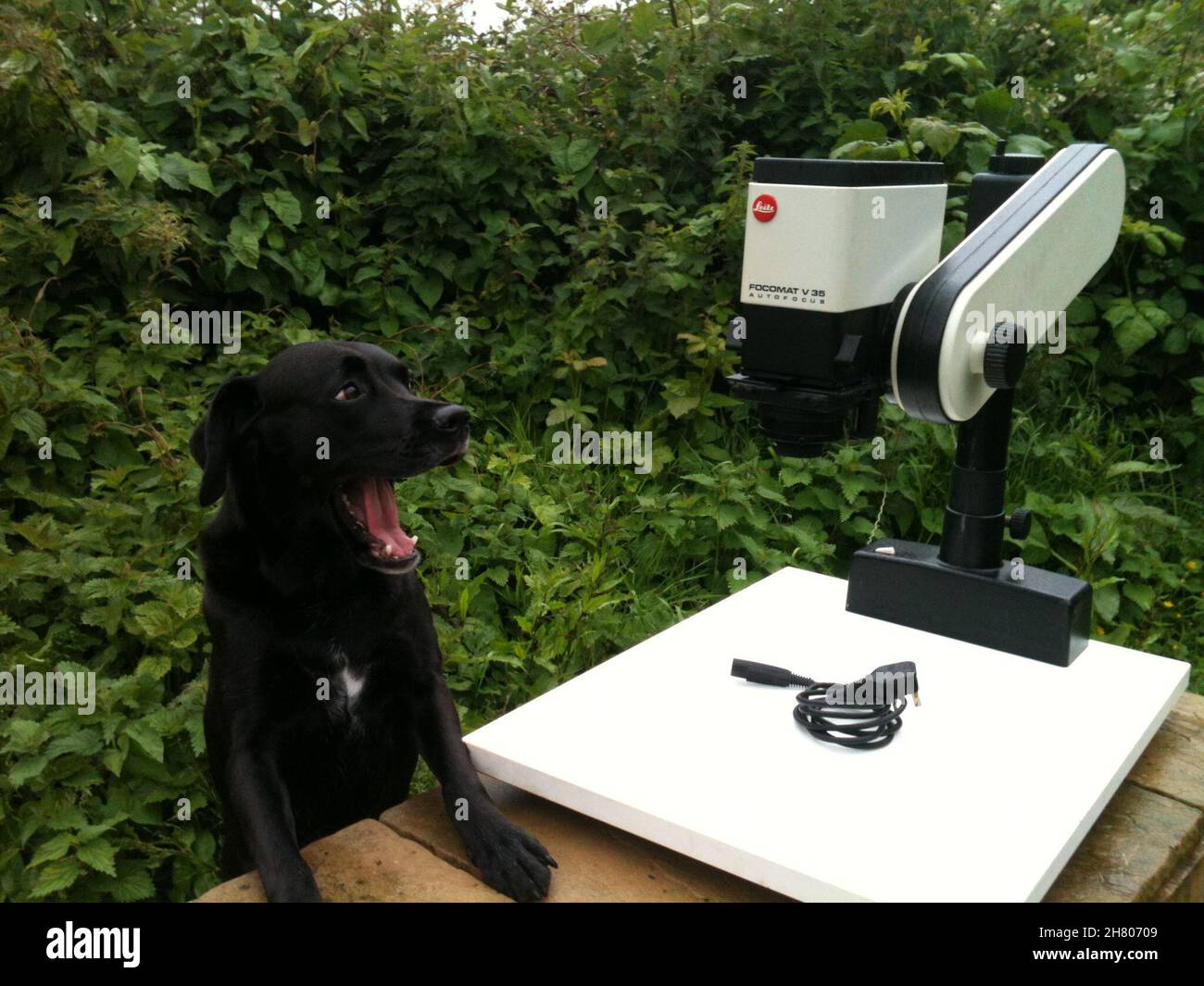 Leitz Focomat V35 photographic enlarger Stock Photo - Alamy