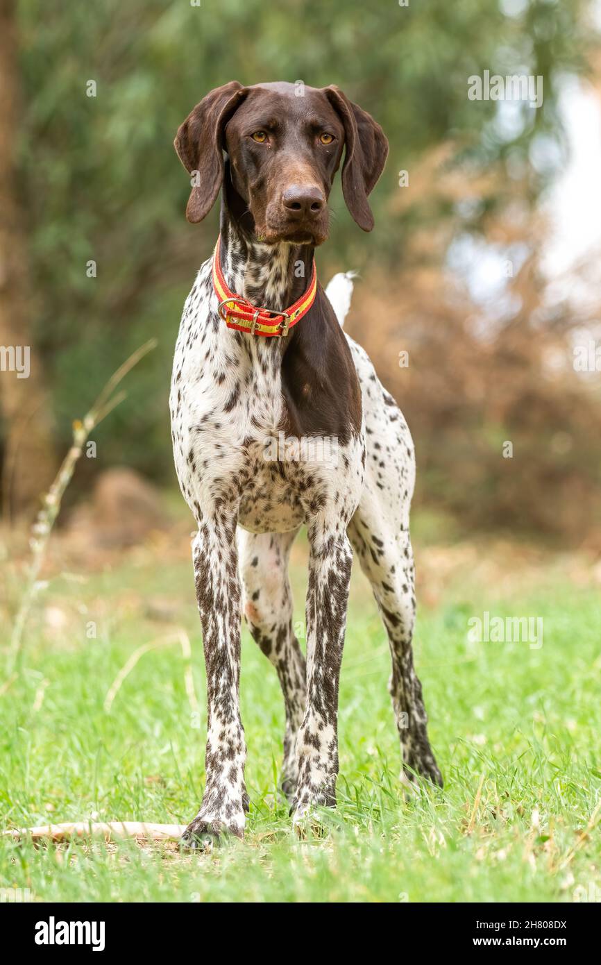 Liver spotted german shorthaired cheap pointer