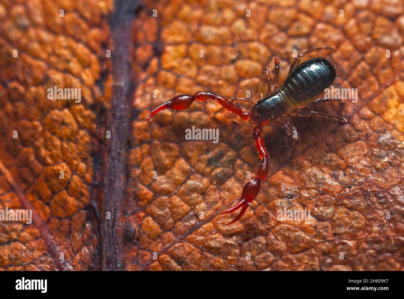 Close up macro image of a tiny Pseudoscorpion - Neobisium carcinoides Stock Photo