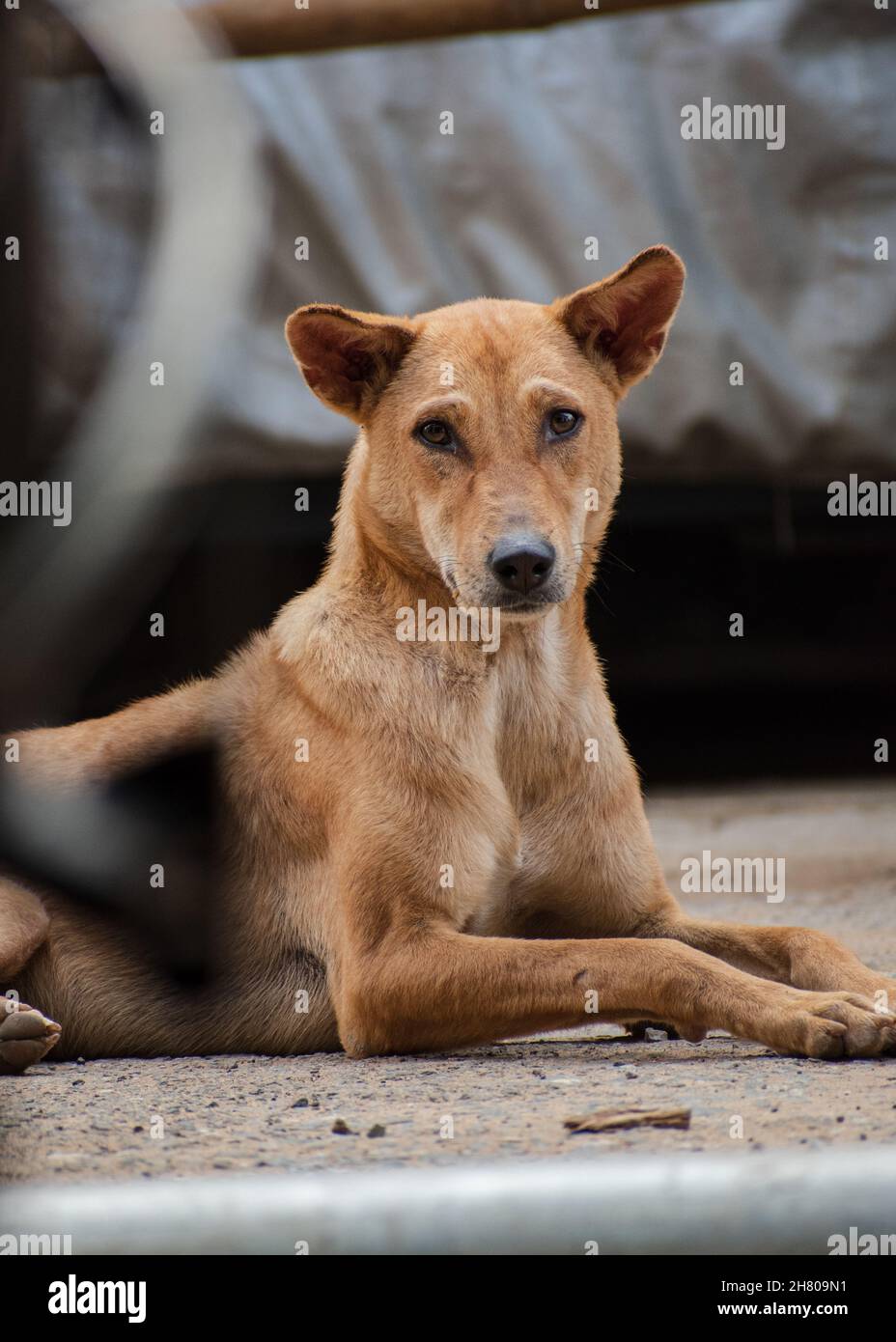 A street dog sleep on the road Stock Photo