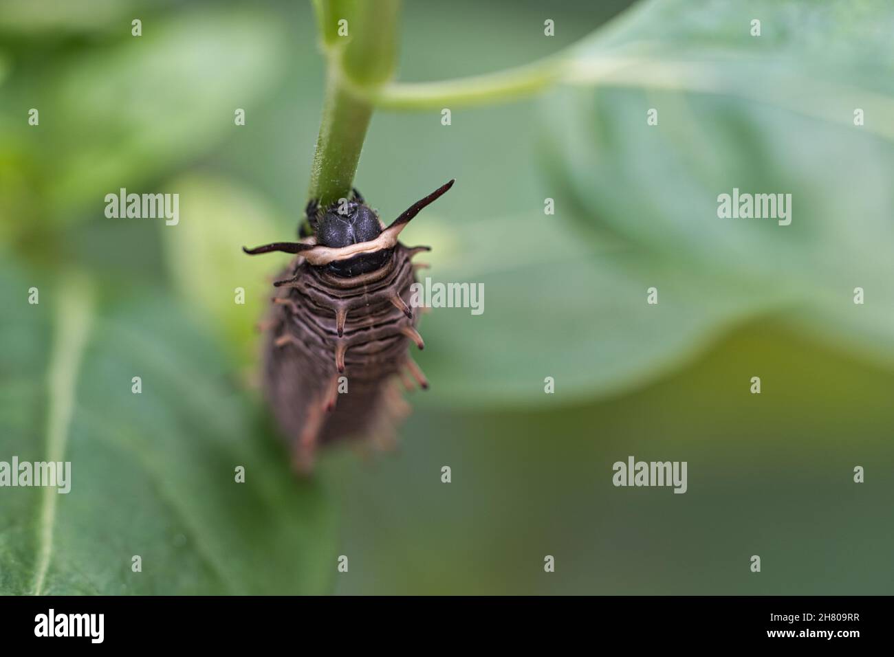 Caterpillar feeding on a leaf. a single animal close up. When they occur in large numbers, they are very harmful. Stock Photo