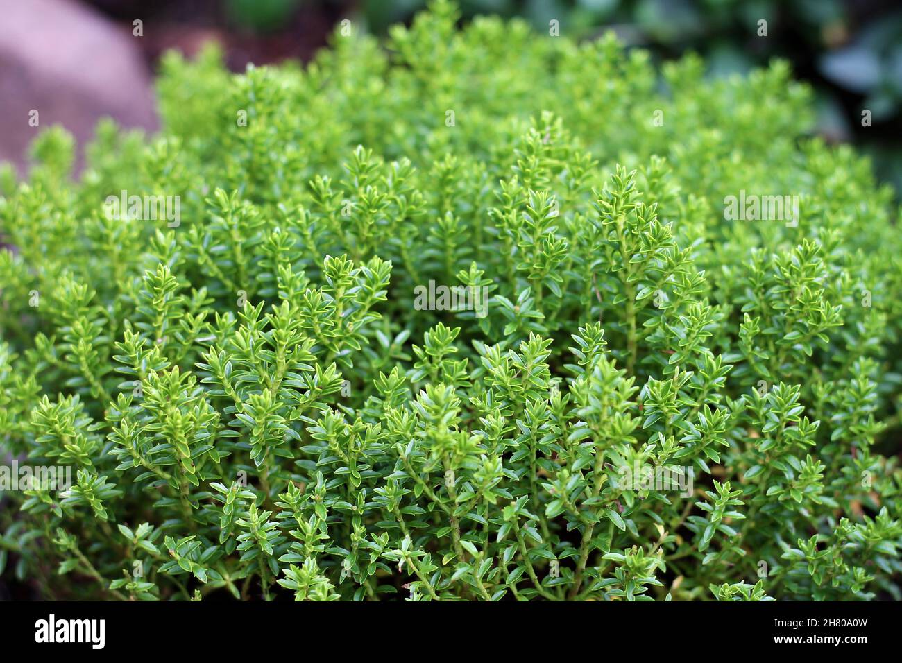 View of plant hebe green globe at a garden. Stock Photo