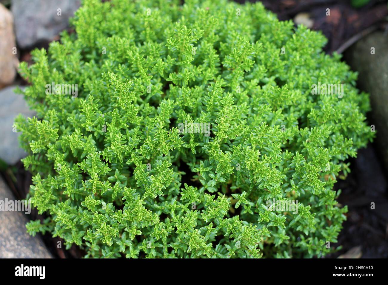 View of plant hebe green globe at a garden. Stock Photo