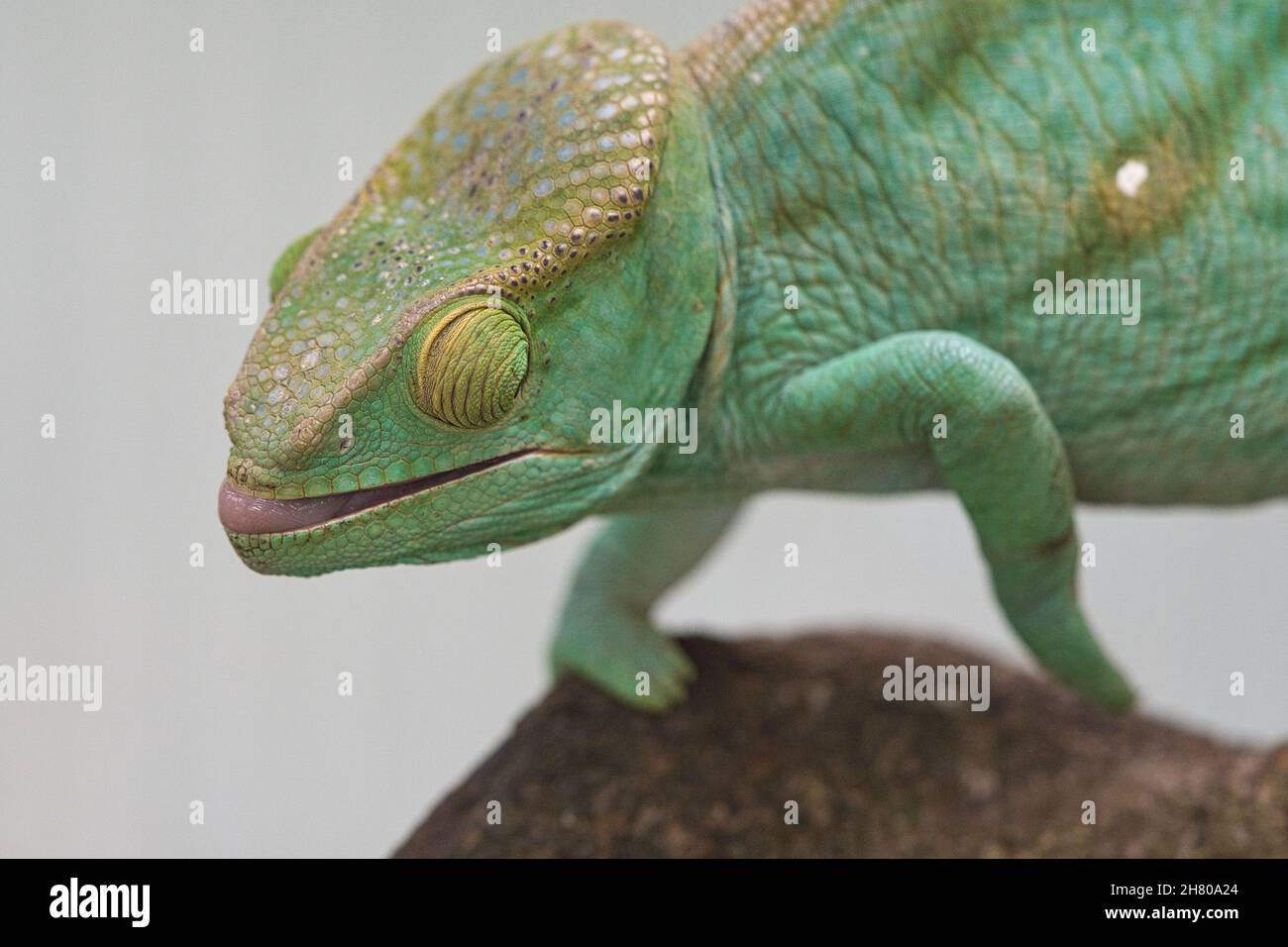 Chameleon on a branch with eye contact with the viewer. green, yellow red scales. Detailed close-up of the interesting reptile. Stock Photo