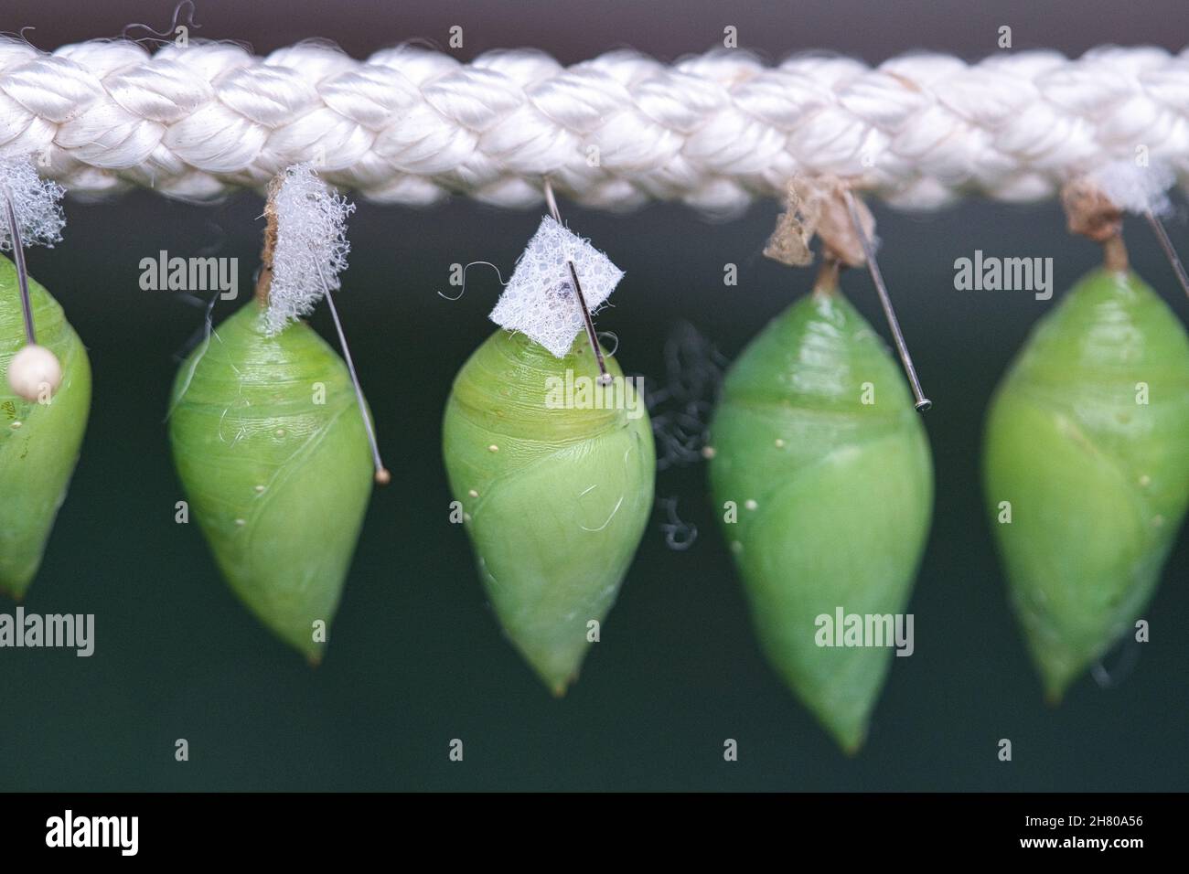 Cocoons suspended from a rope. They are kept here until they hatch. This is how the different species of butterflies are bred. Stock Photo