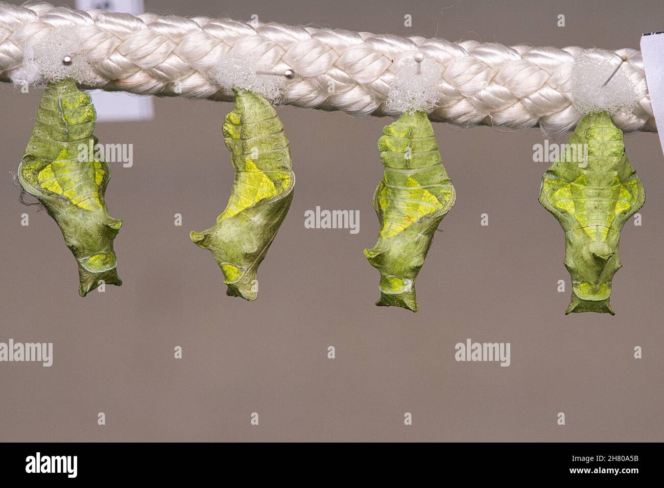 Cocoons suspended from a rope. They are kept here until they hatch. This is how the different species of butterflies are bred. Stock Photo